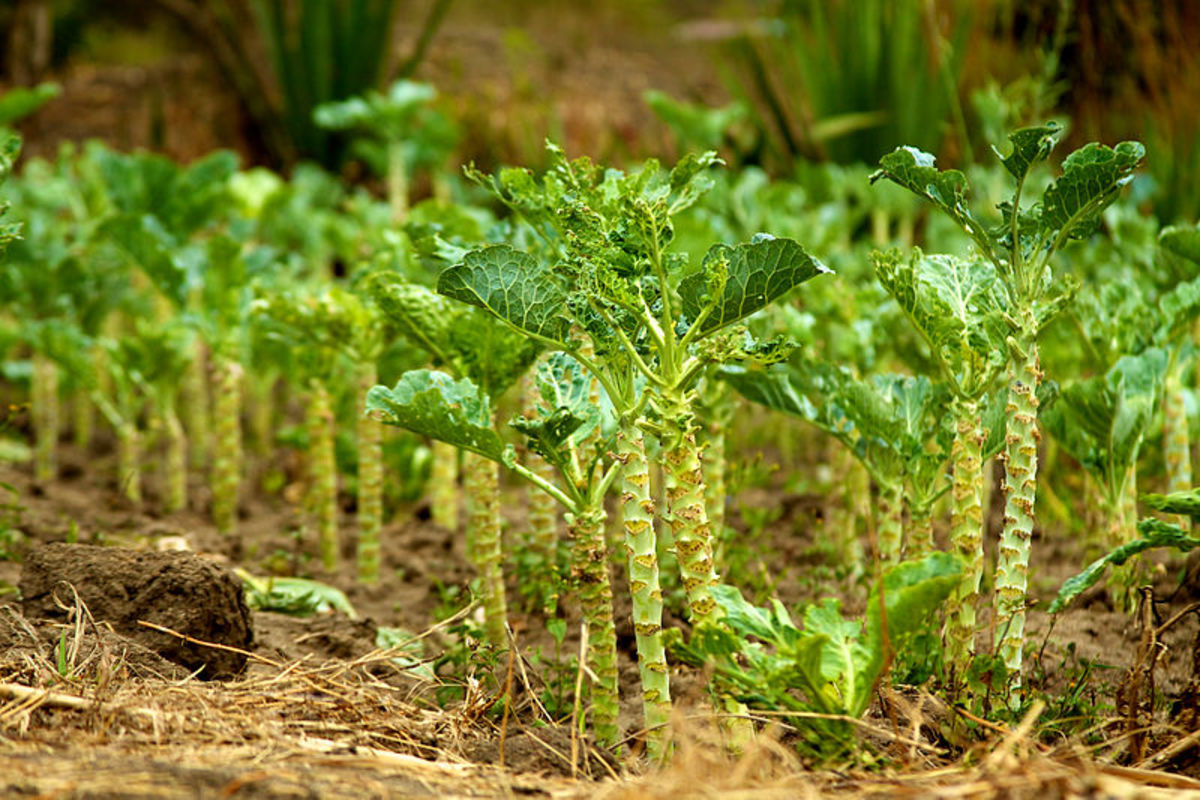 Kale is grown in many parts of the world such as this crop in Kenya.