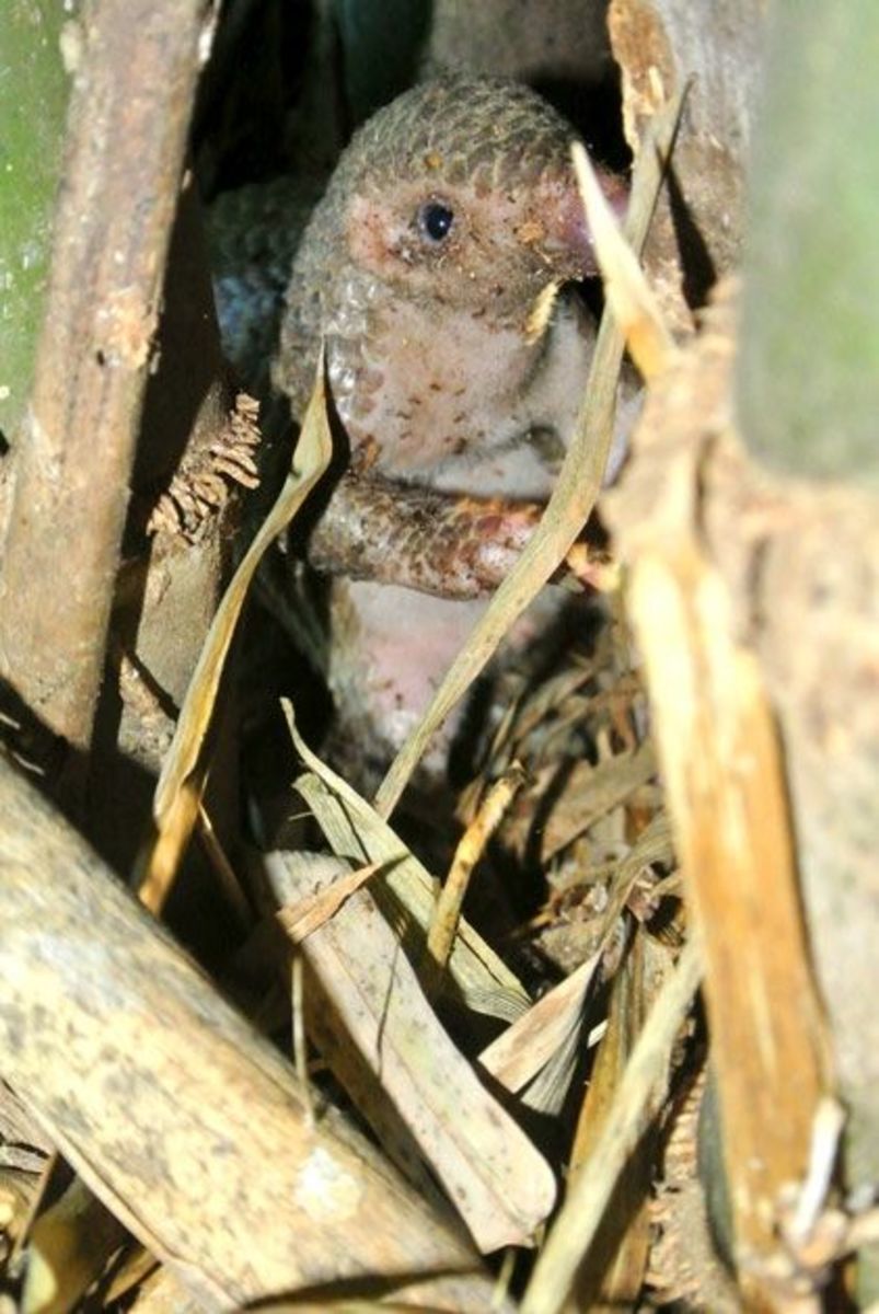 Pangolin feeding on ant pupae in a bamboo grove.