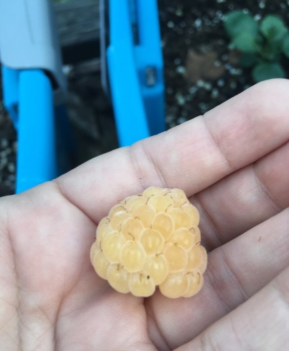 Pale yellow berries packed with flavor