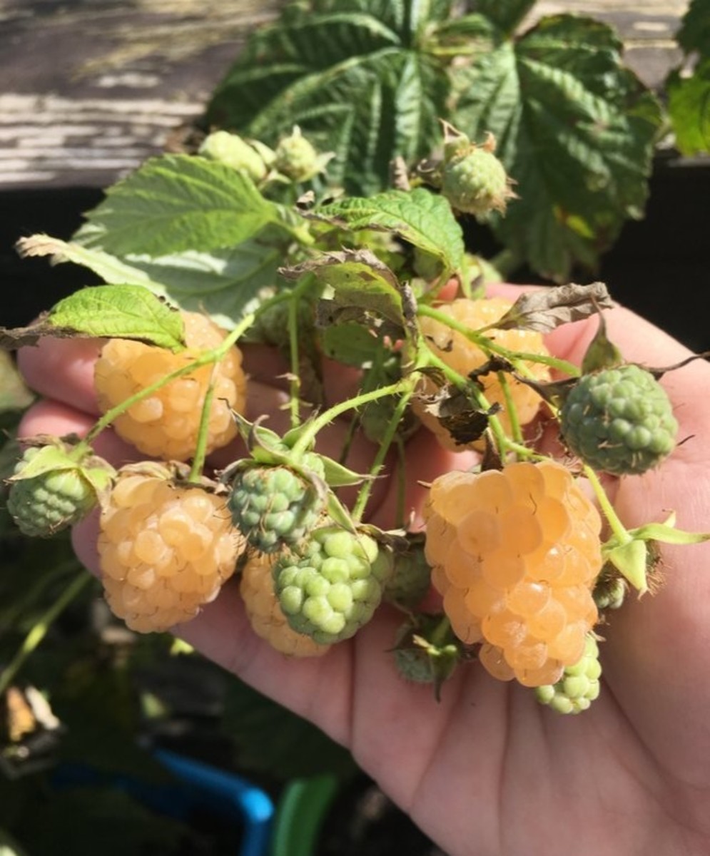What Do Anne Yellow Raspberries Taste Like? (Plus Container Garden Tips)