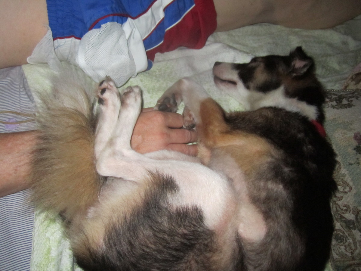 Winnie sleeps wrapped around Ed's arm.