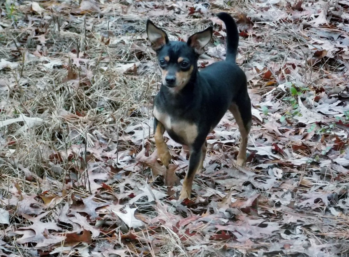 Our black and tan, deer head Chihuahua, Ziggy