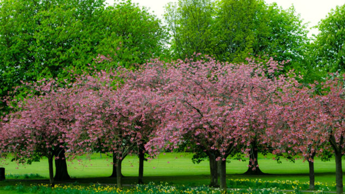 Spring Trees