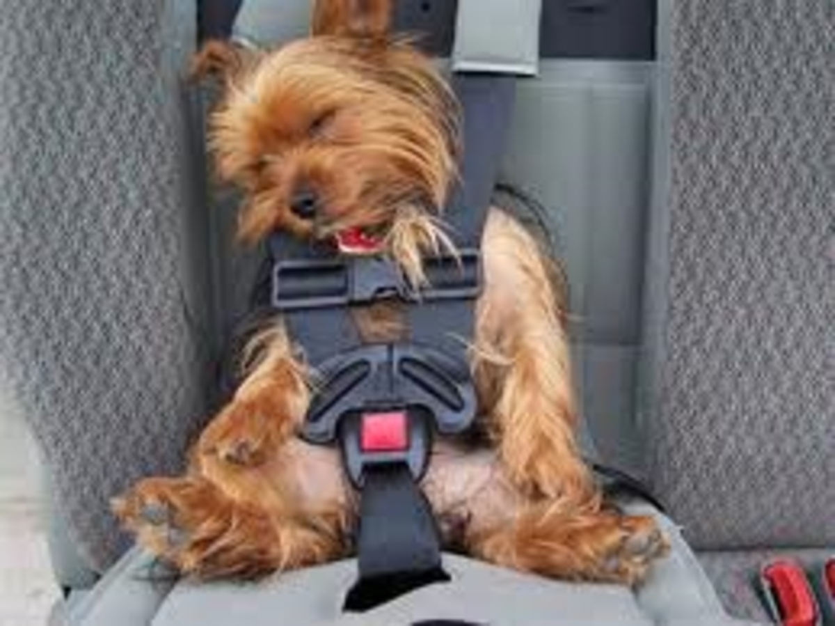 Travel harnesses and booster seats for dogs