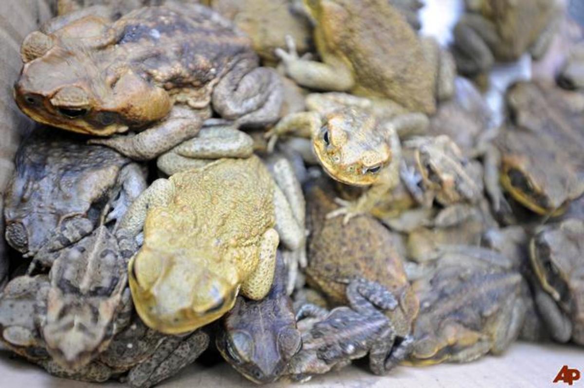 The Cane Toad Australia's Greatest Pest HubPages