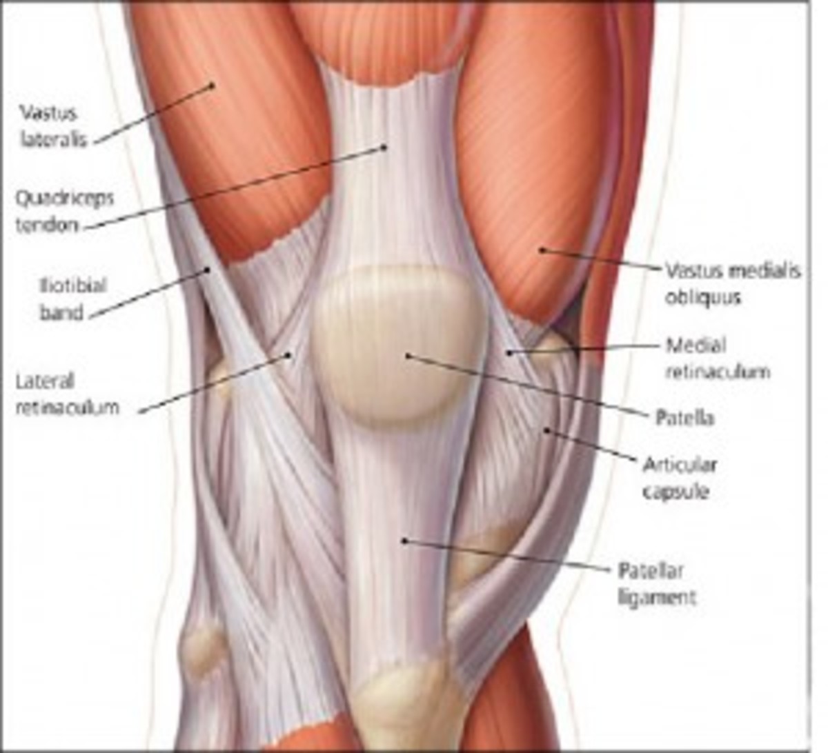 muscles surrounding the knee