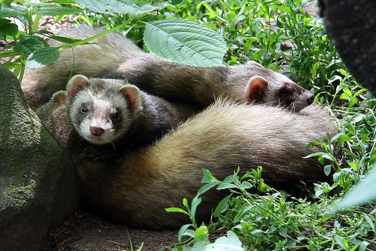 On the European continent, polecats are often associated with wetland habitats, where they prey heavily on amphibians.
