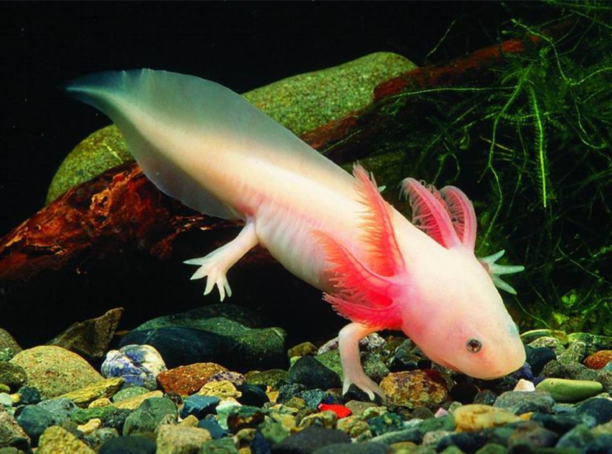 the-coolest-underwater-animals