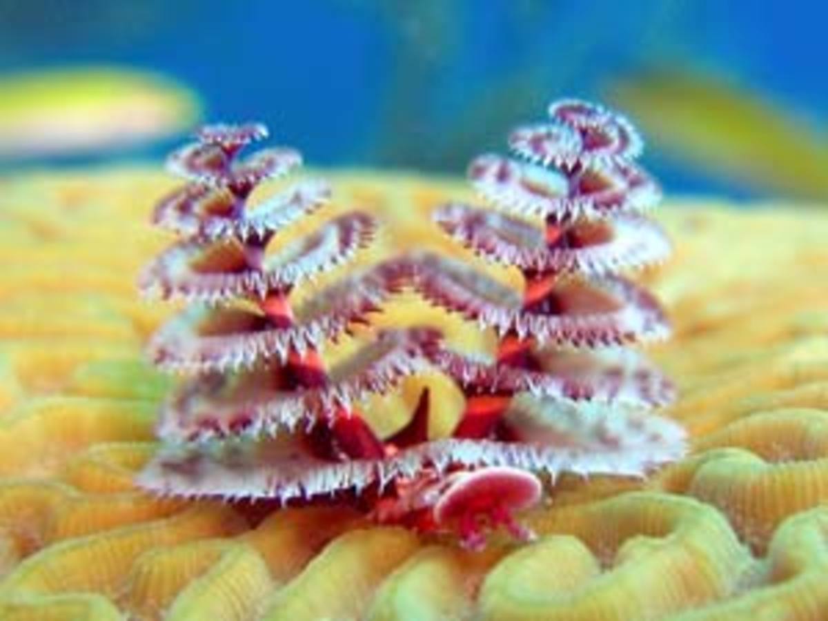 The Coolest Underwater Animals: The 15 Most Unusual Sea Creatures