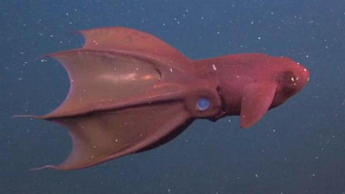 the-coolest-underwater-animals