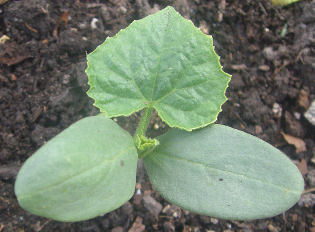 Burpless cucumber seedling