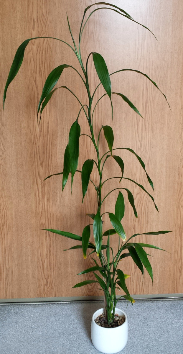 Lucky Bamboo Care and Propagation HubPages
