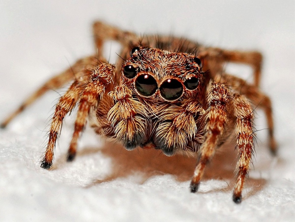 10 Self-Help Tips to Cope With Arachnophobia