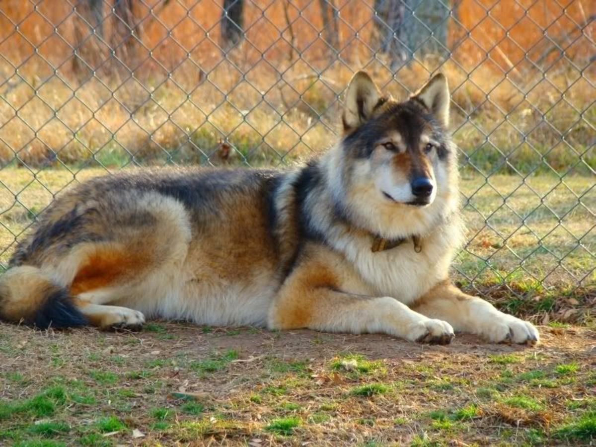 NAID (Native American Indian Dog)