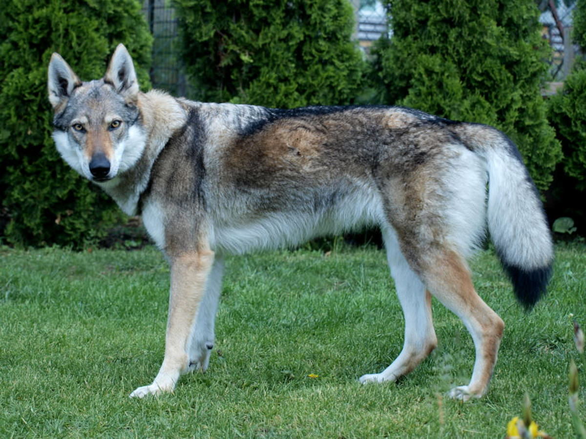 Чехословацкая Волчья собака и волк
