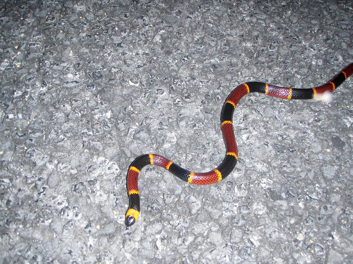 Deadly Coral Snake Information and Photos of Other Poisonous Snakes in Texas