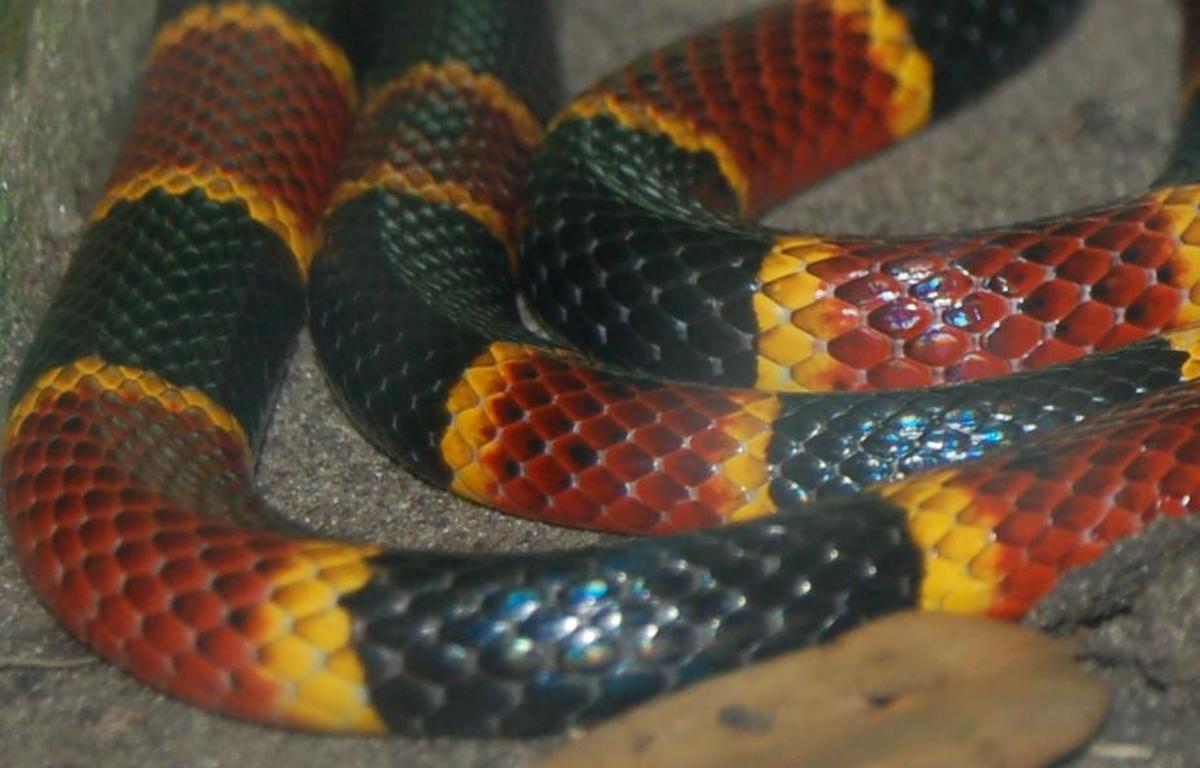 Coral snake, Diet, Size, Rhyme, & Facts