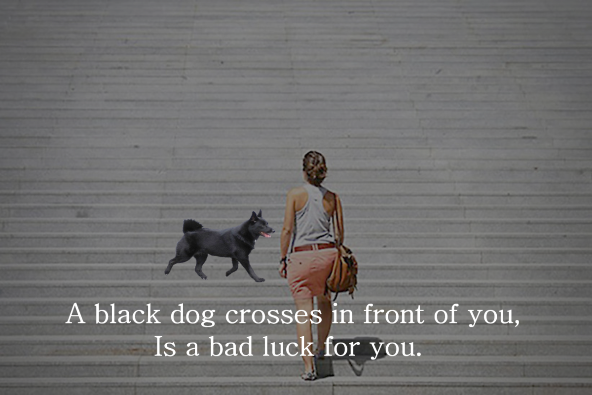 what happens when you see a black dog