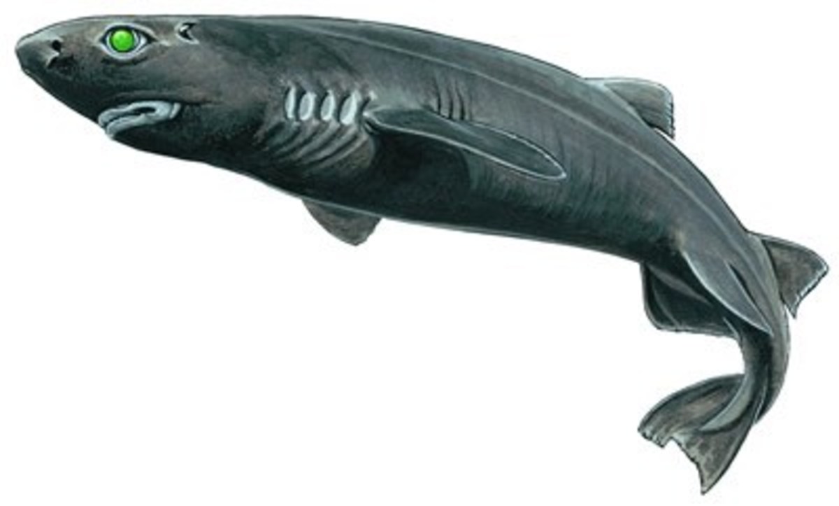 alien-sharks-the-top-12-weirdest-looking-sharks-we-have-seen