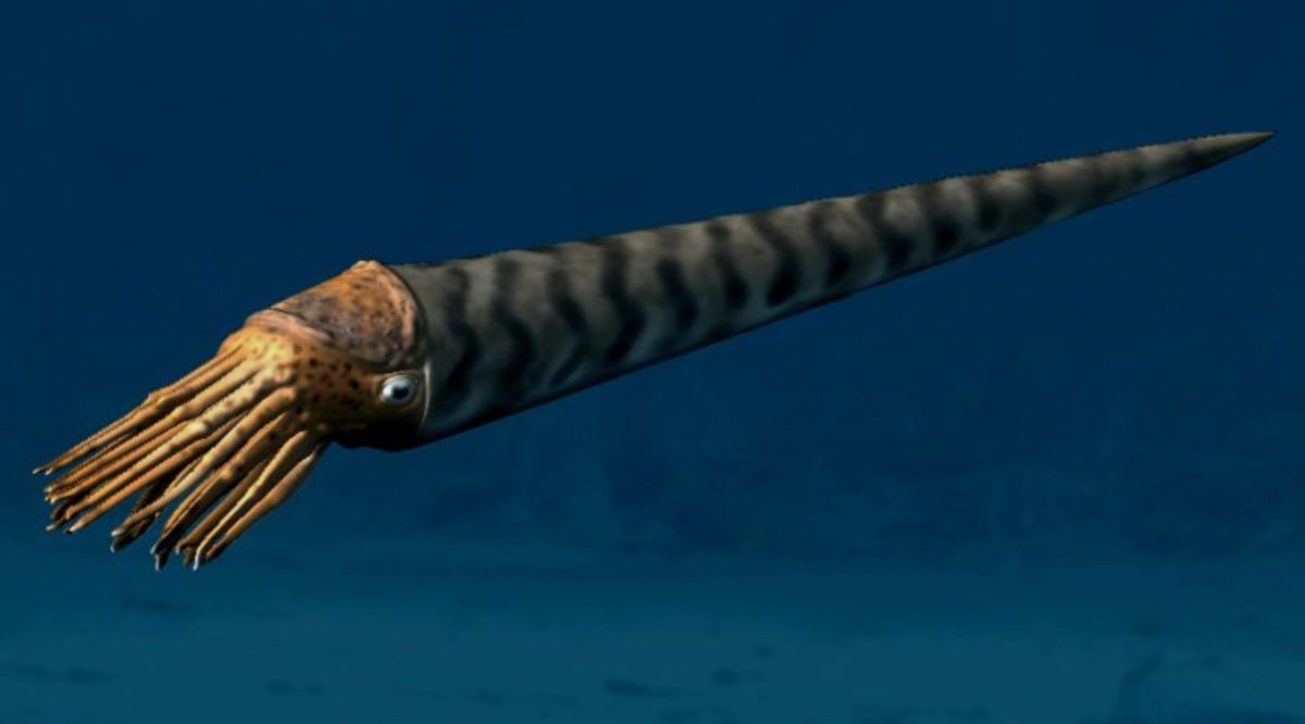 Orthoceras, the largest predator 