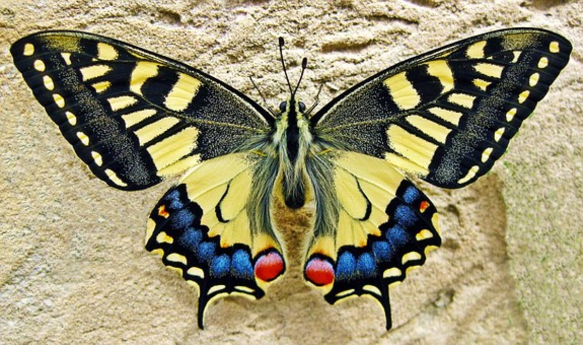 butterflies-the-majestic-pollinator