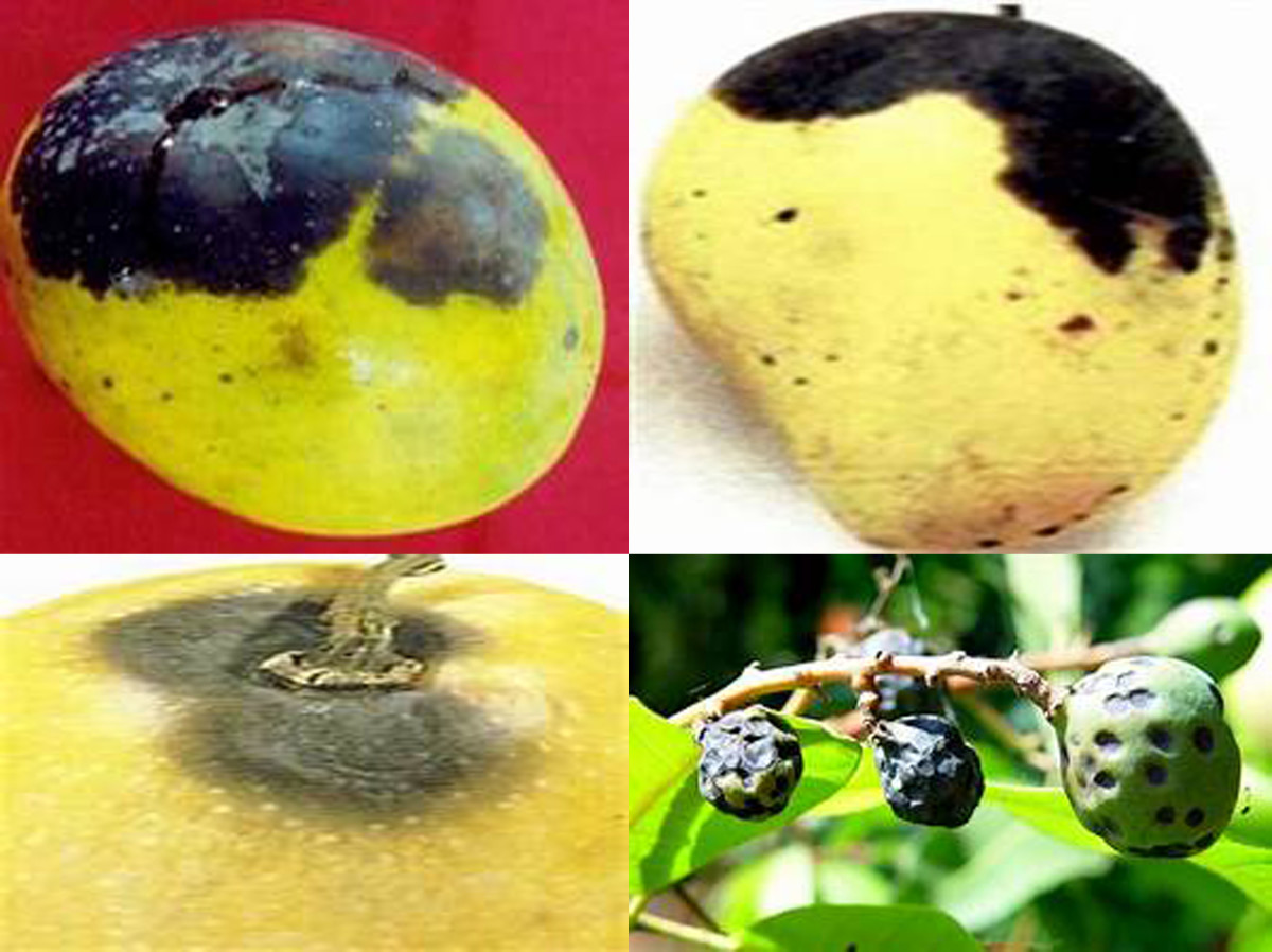 Compendium of Diseases Mango HubPages