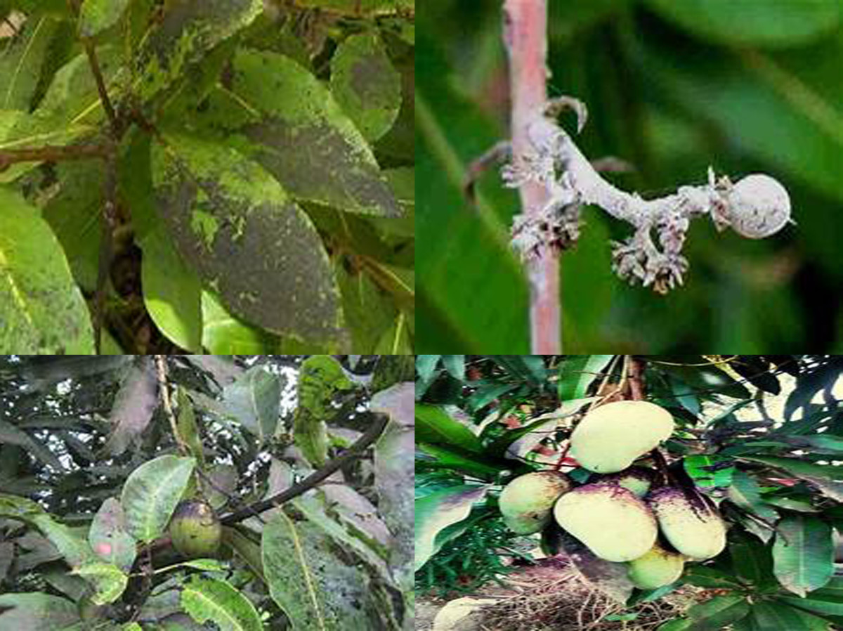 Compendium of Diseases Mango HubPages