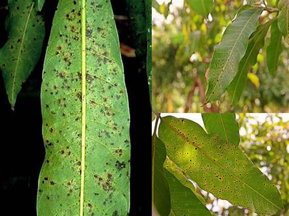 Compendium of Diseases Mango HubPages