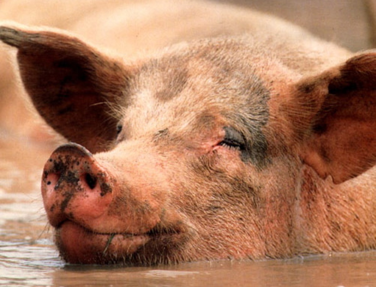 The Deadly Sin of Greed: Are You a Greedy Pig?