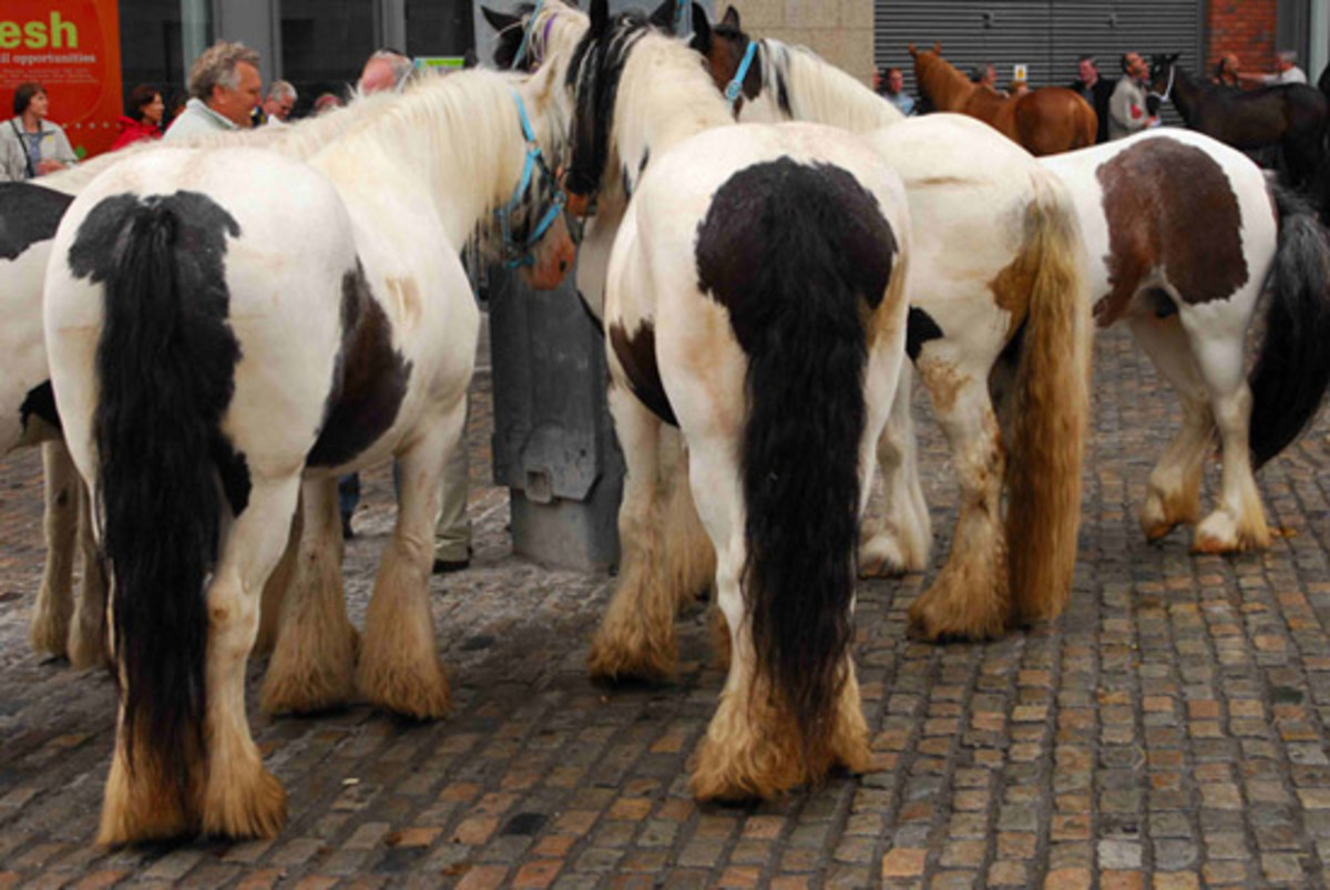 animal-cruelty-smithfield-horse-market
