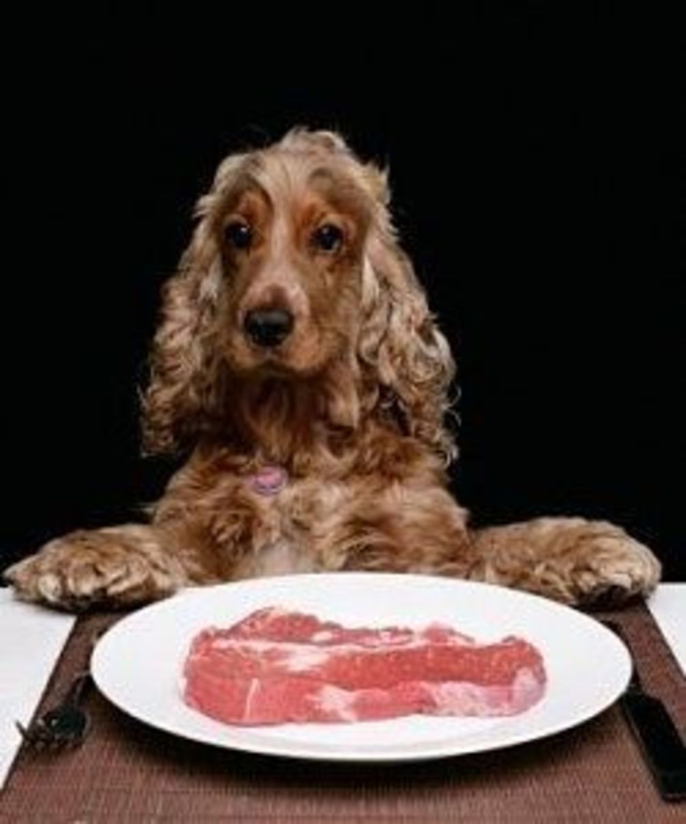 Spaniel Dog Sitting at Dinner Table with Plate of Raw Steak