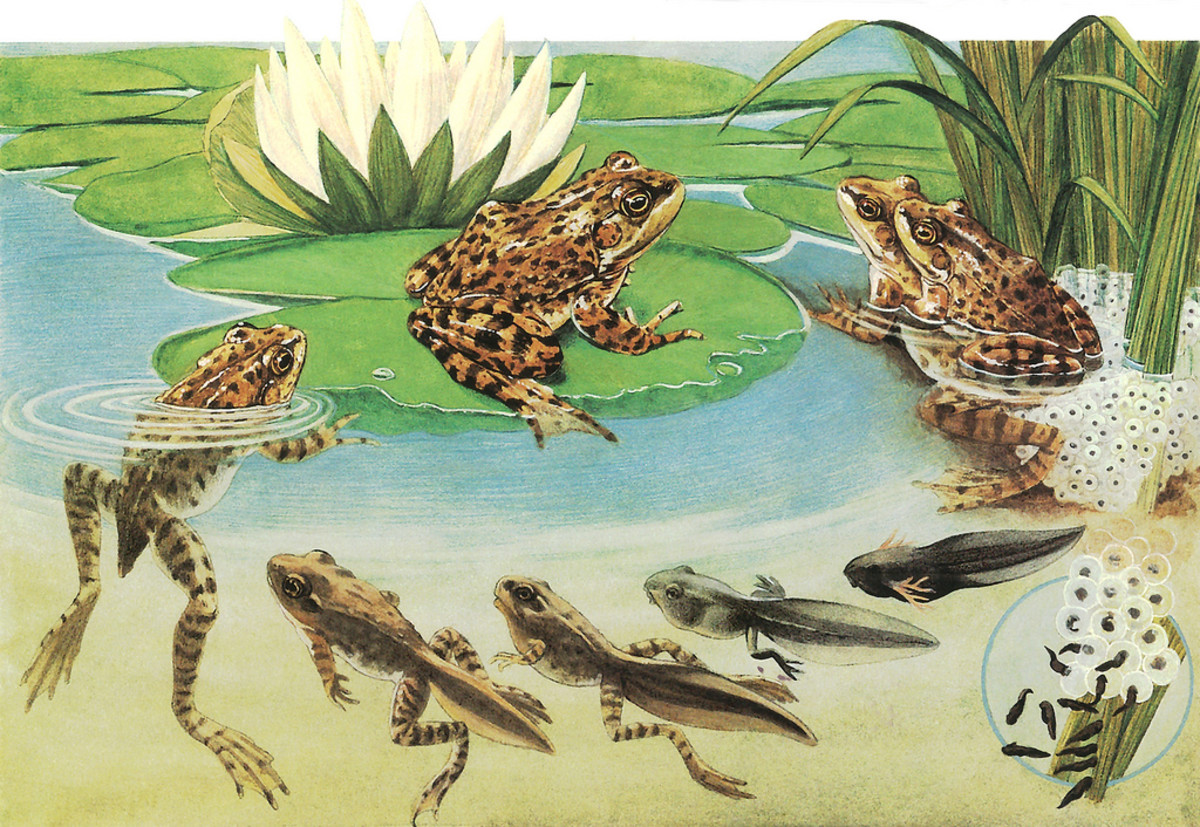 Life Cycle of the Frog