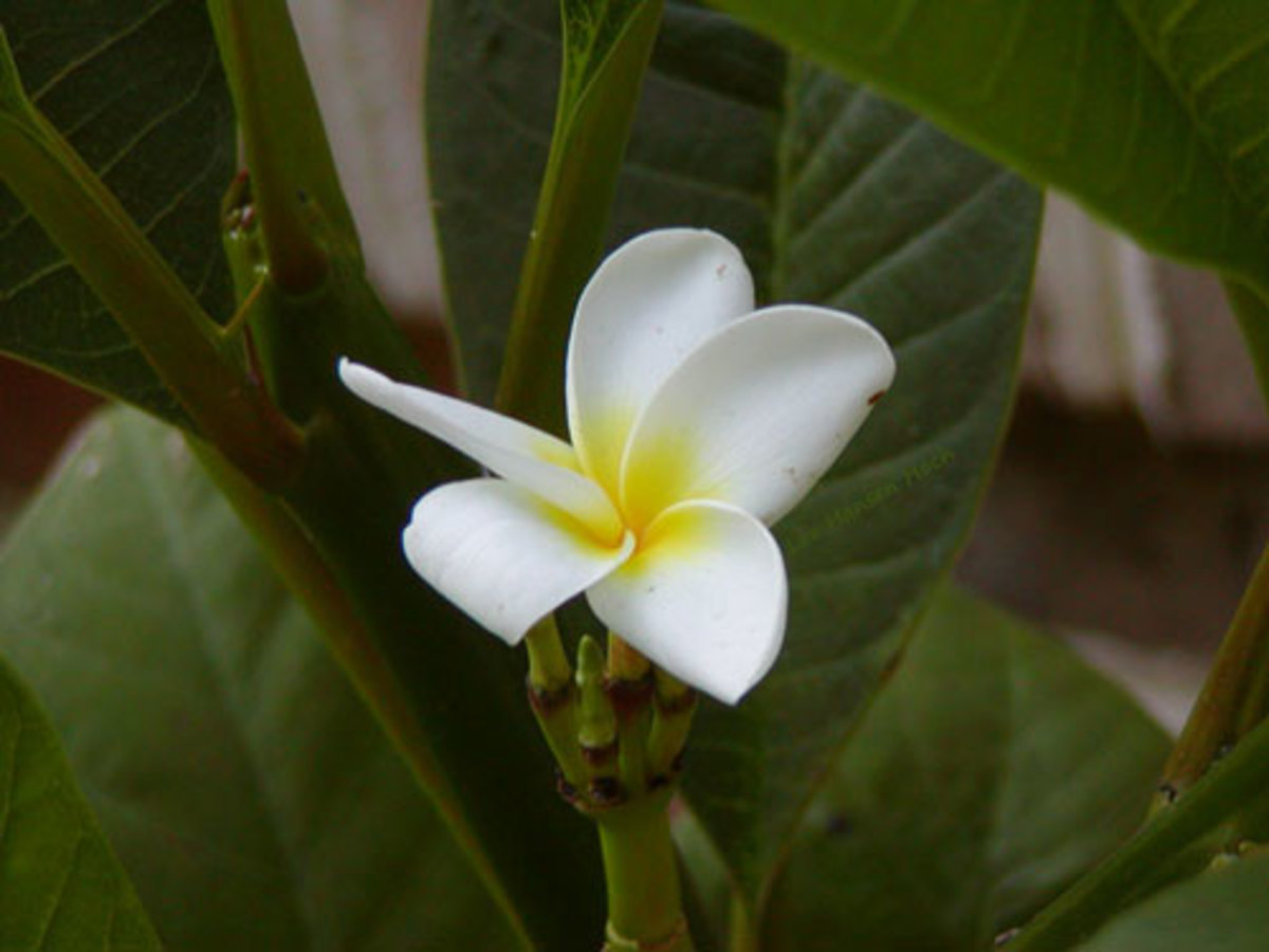 Hawaiian Plumeria Blossom - Lei Flower Plant