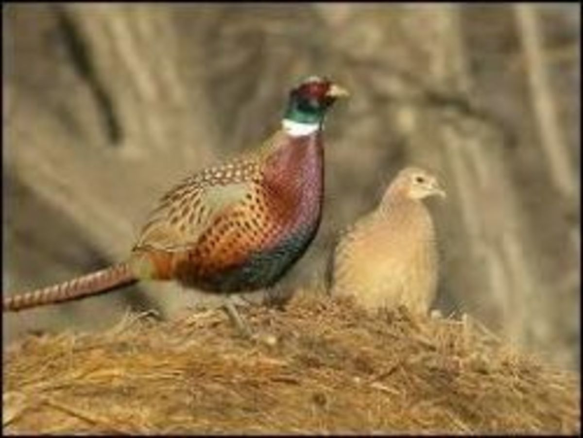 Raising Pheasants for the First Time