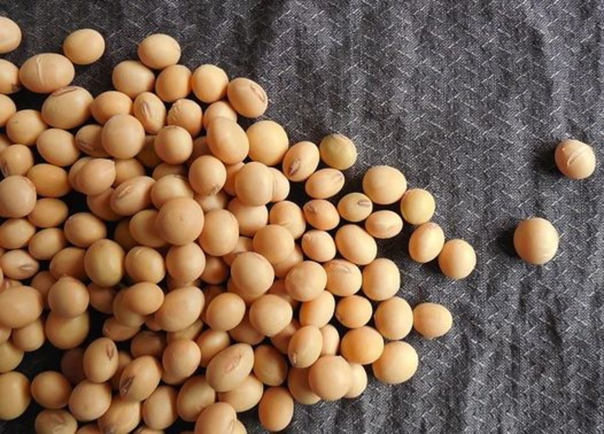 Soy beans: Too Much of a Good Thing is Really Not a Good Thing
