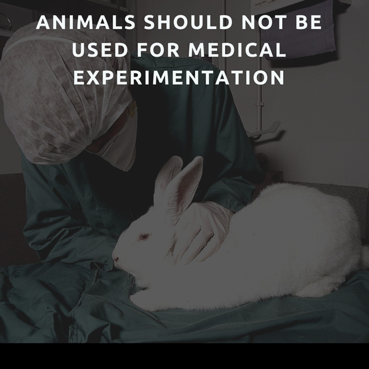 Animals should not be used for medical experimentation