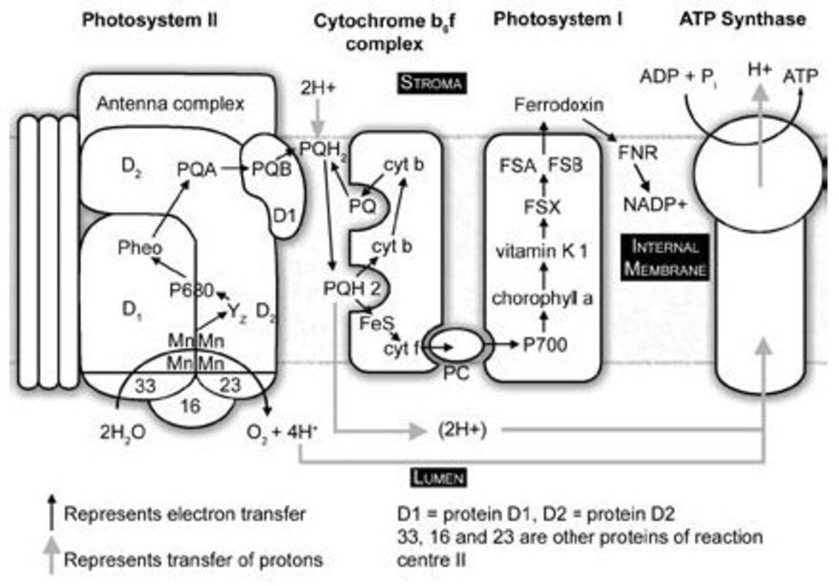 a-simple-diagram-of-photosynthesis