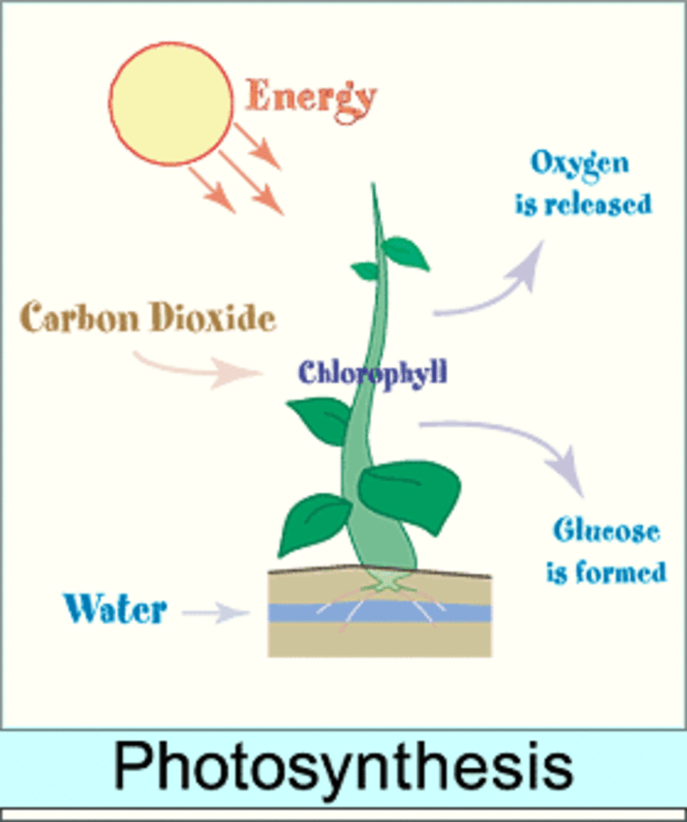 A simple photosynthesis diagram
