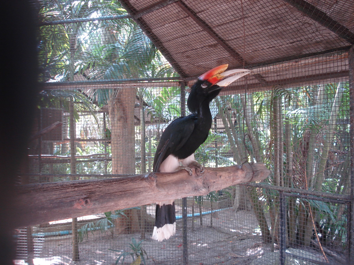 phuket-zoo-in-thailand