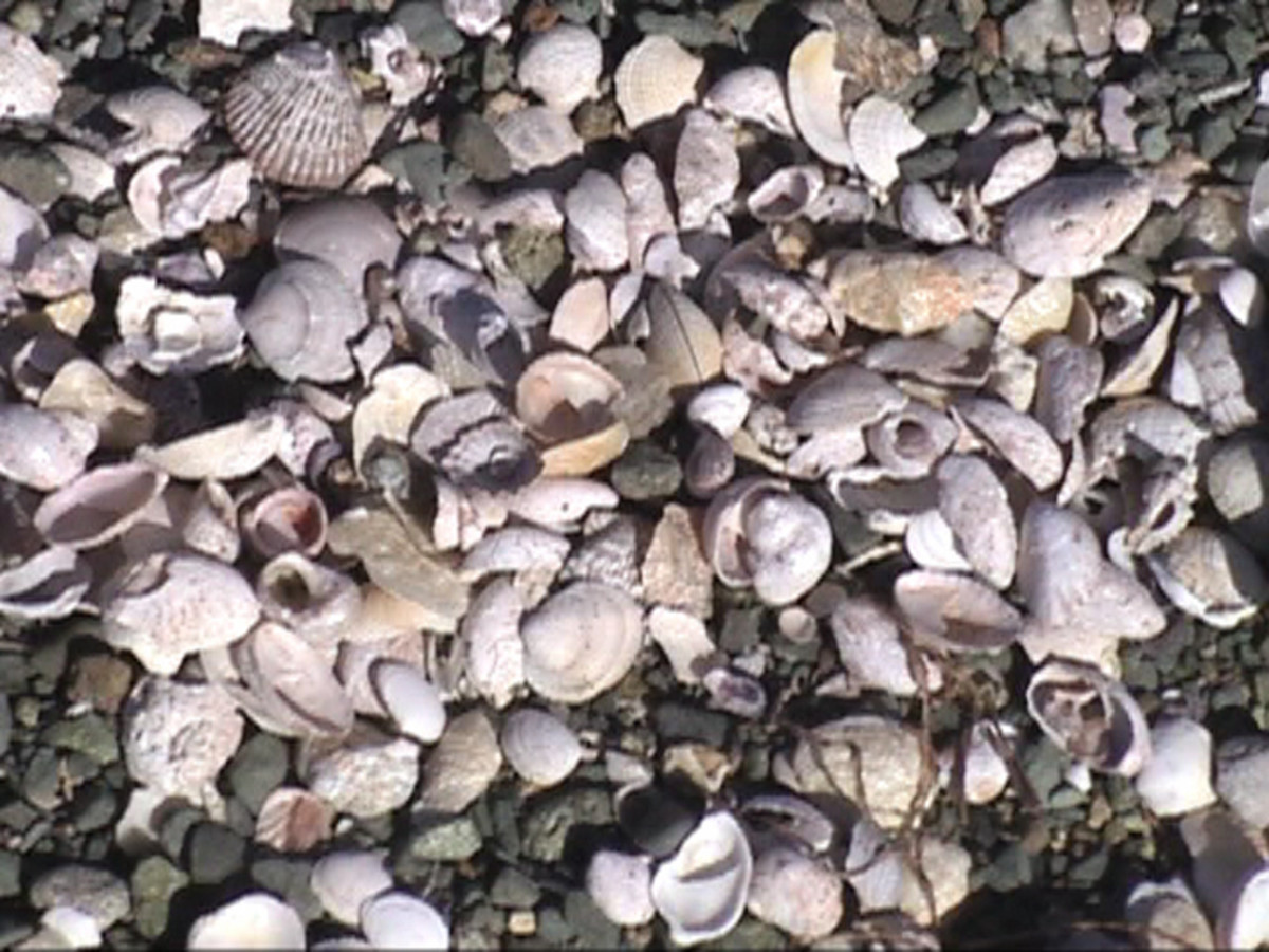 Natural Sea Shells on shore