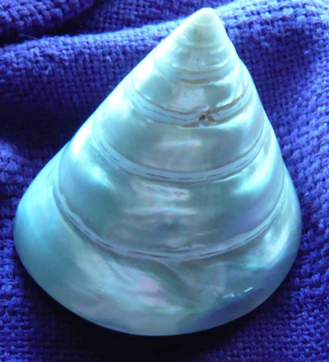 Polished Cone Shell