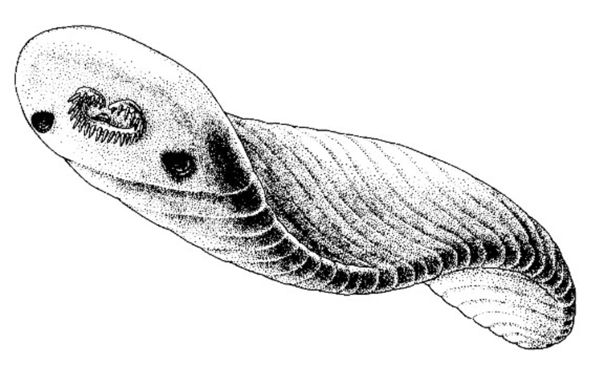 Odontogriphus was recently classified as a mollusk.