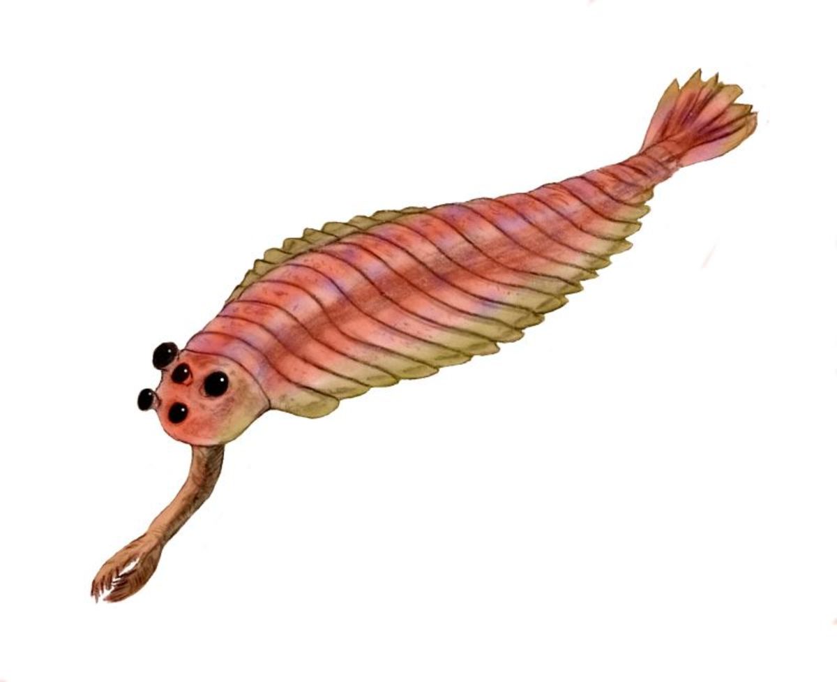 Scientists do not know why opabinia had five eyes. 
