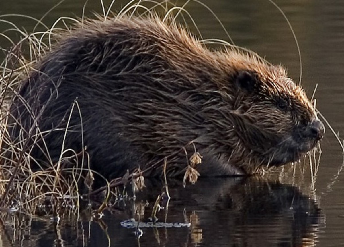 https://images.saymedia-content.com/.image/t_share/MTc2MjYyOTk1NDY5ODcwMjUz/interesting-animals-found-in-wales_1.jpg