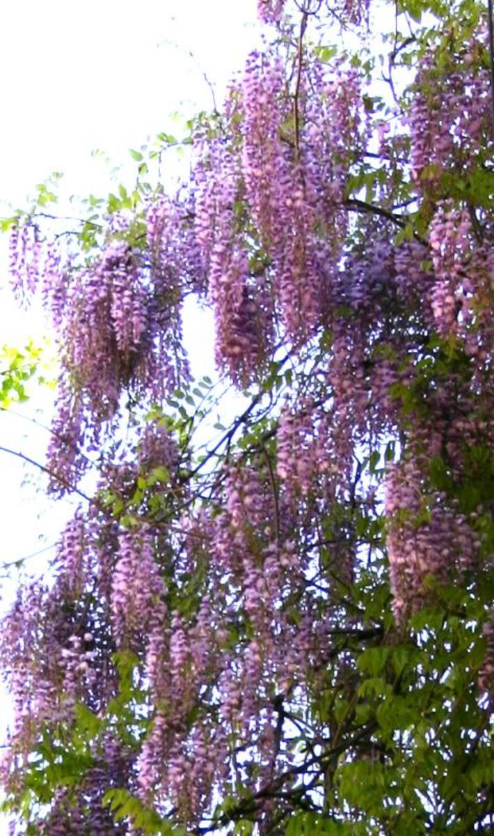 gorgeous wisteria