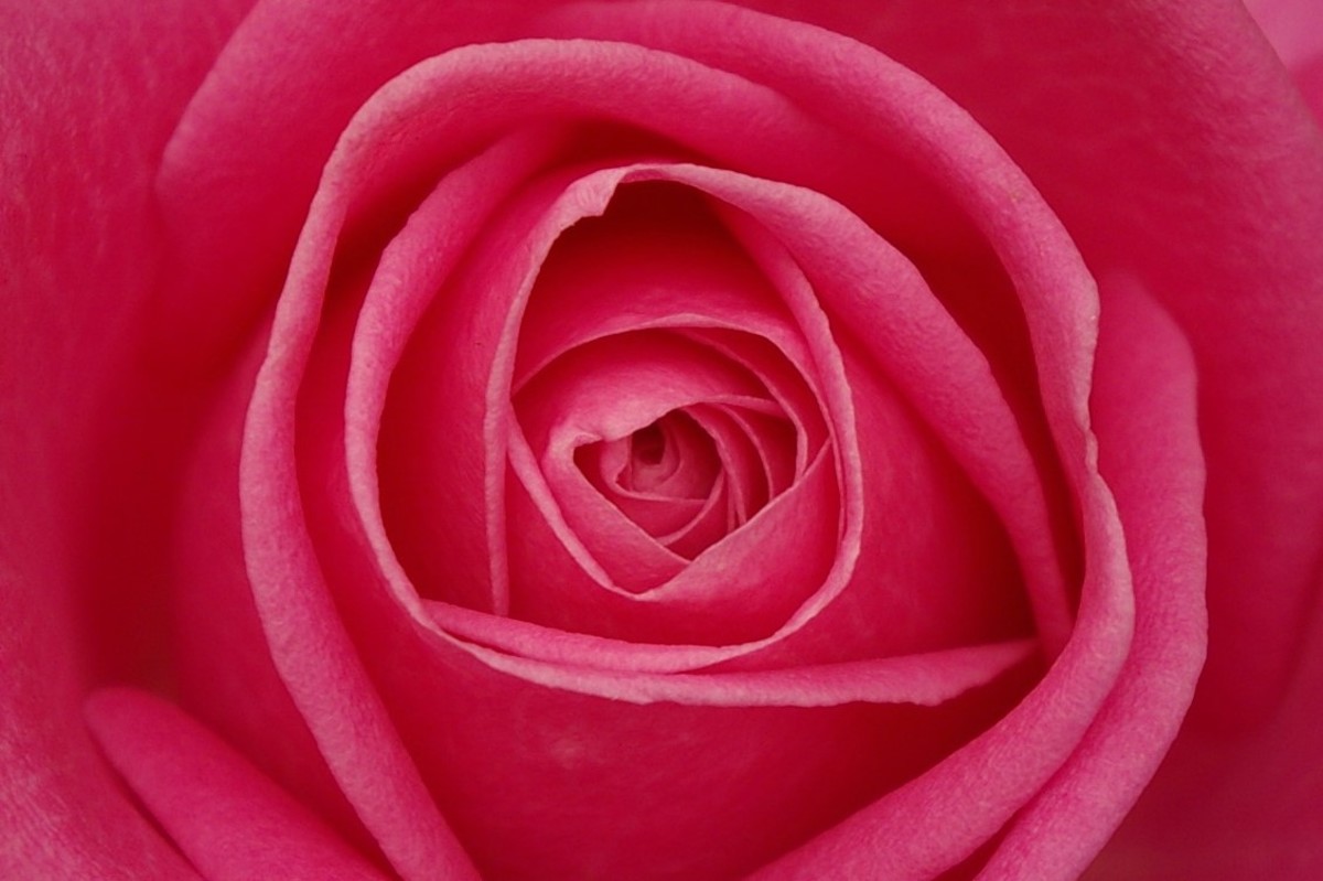 Roses - A Beginners' Guide to Roses - HubPages