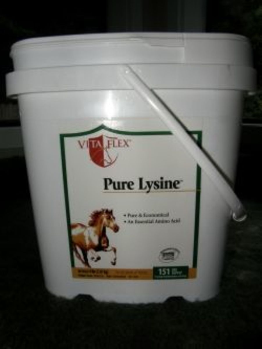 Lysine for FIV+ cats