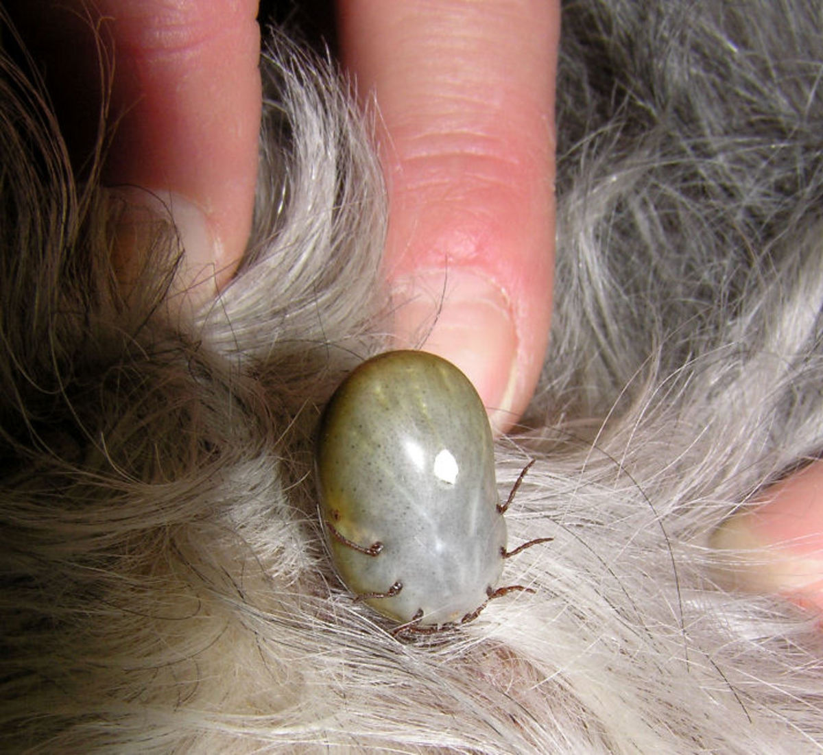 How To Remove Ticks On Pets