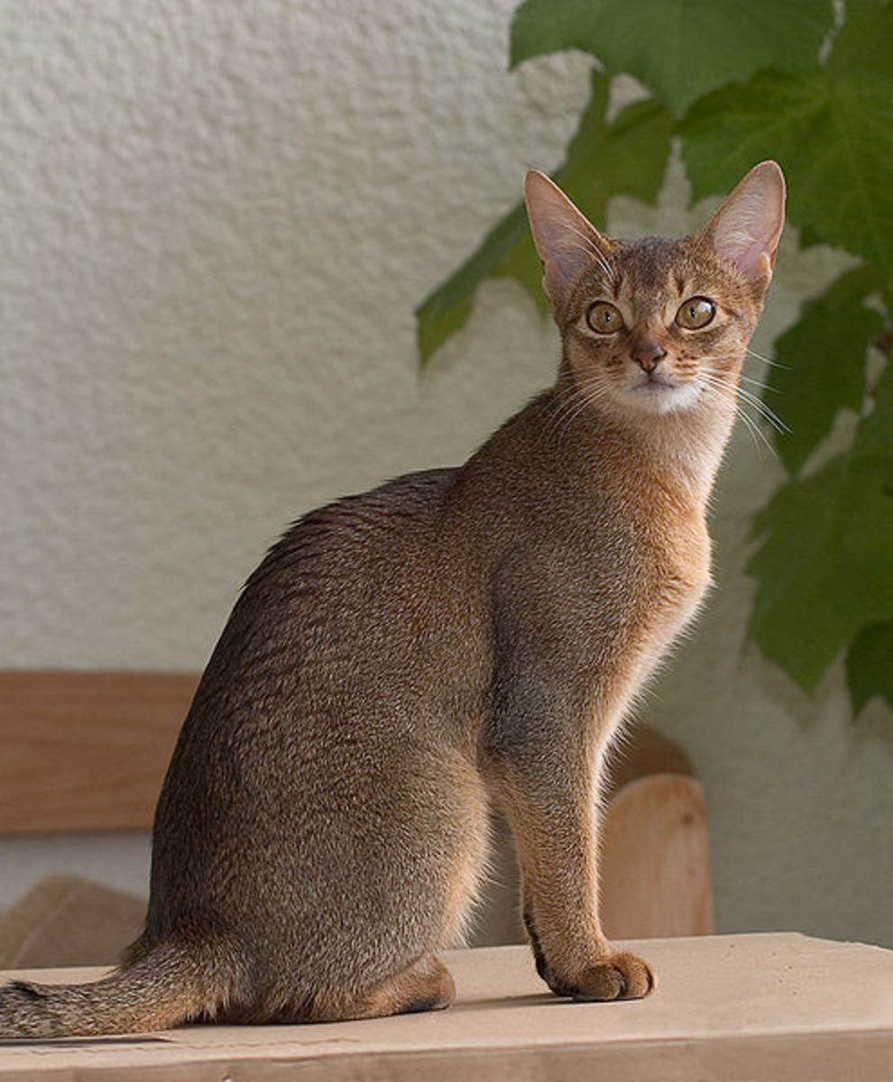 An Abyssinian displaying the ticked tabby gene. 