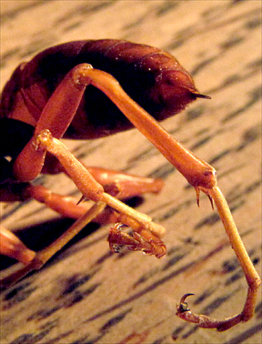 Stinger end of brown wasp